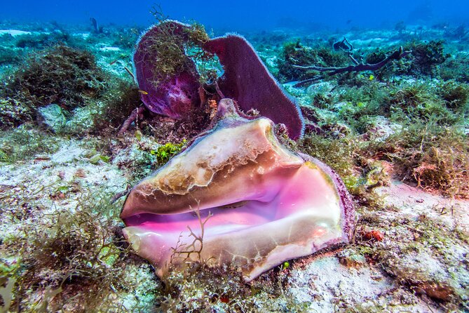 2 dives in Cozumel (for certified divers only) - Certification, medical rules, and recent experience
