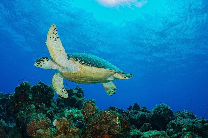 2 dives in Cozumel (for certified divers only) - What the guides add to the reef visit