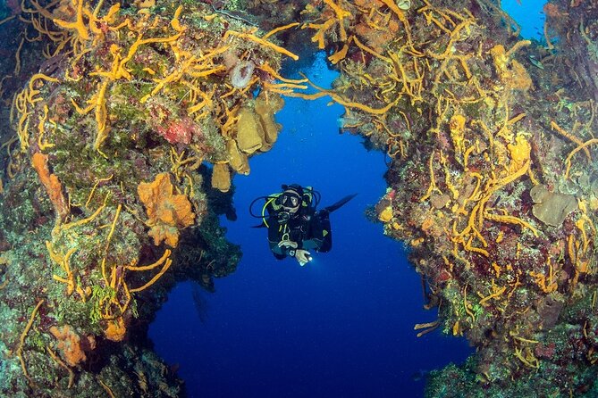 2 dives in Cozumel (for certified divers only) - Getting to the Allegro Cozumel dive center