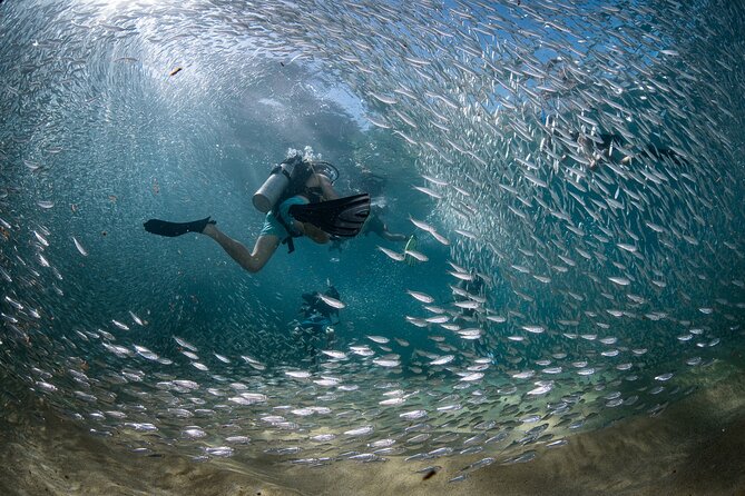 2 Dives in the Cabo Marine Park - Pelican Rock offers a lively marine stop