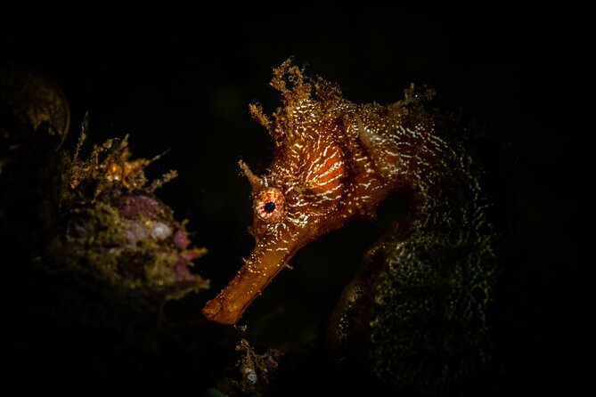 2 Dives in the Cabo Marine Park - Guides, safety, and the value of a small group