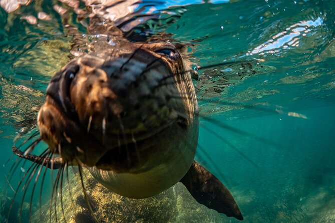 2 Dives in the Cabo Marine Park - Food, water, and the cold-water question