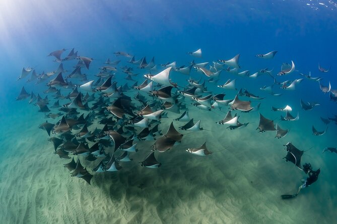 2 Dives in the Cabo Marine Park - Land’s End brings the famous Cabo view underwater