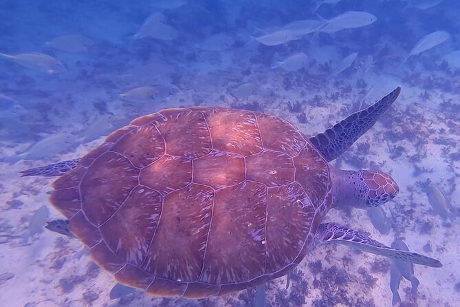 2-Hour Snorkeling in Two Spots of Tulum's Reef - Sea sickness, equipment, and rough-water concerns