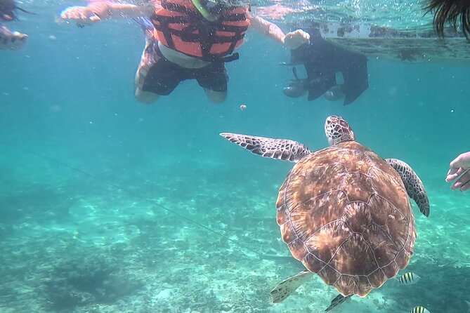 2-Hour Snorkeling in Two Spots of Tulum's Reef - First stop: turtles, rays, and larger marine life