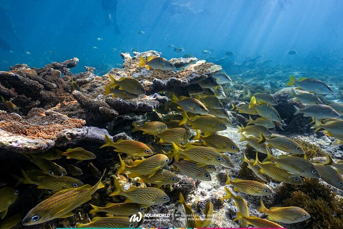2-Hour Snorkeling Paradise Reef in Cancún Underwater Museum - Seeing the Cancun Underwater Museum