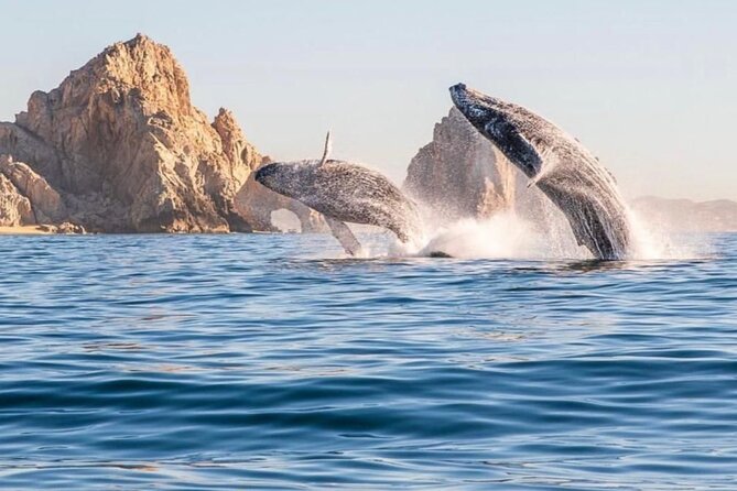 2 in 1 Tour | Arc Tour with Beach Drop - Why this short Cabo cruise works