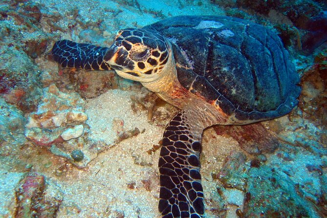 2 Tank Boat Dives for Certified Divers - Who will enjoy this Acapulco outing?