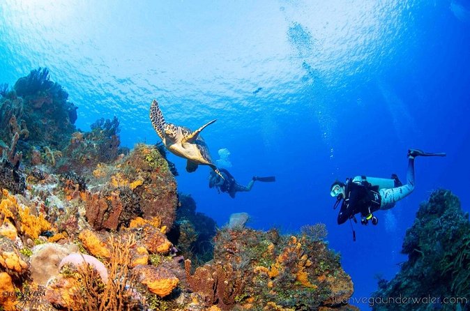 2 Tank Cozumel Reef Boat Dives - The surface interval: snacks, views, and a reset
