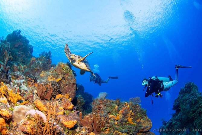 2 Tank Cozumel Reef Boat Dives - A second site instead of a repeat visit