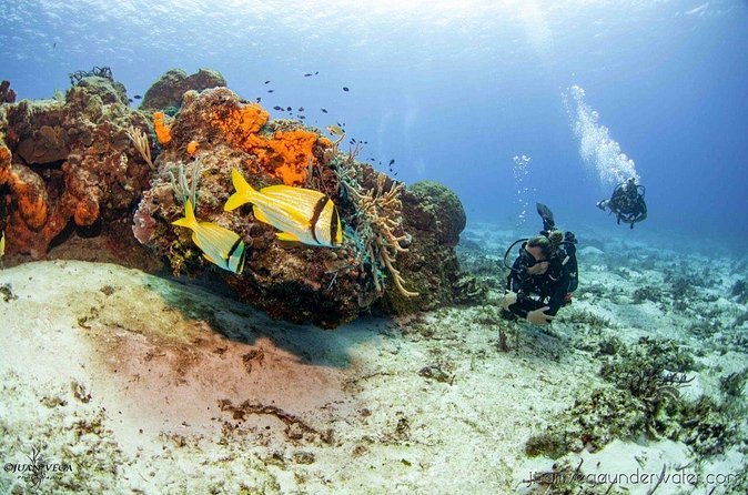 2 Tank Cozumel Reef Boat Dives - Why the guide-to-diver ratio matters