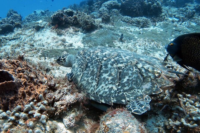 2 Tank Cozumel Reef Boat Dives - Leaving San Miguel at 9:30 a.m.