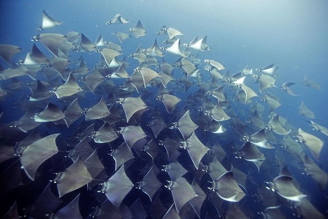 2 Tank Dive - Certified Divers (Santa Maria Bay & Chileno Bay) - Key points at a glance