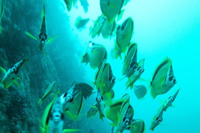 2 Tank Dive - Certified Divers (Santa Maria Bay & Chileno Bay) - Why the $140 price can make sense