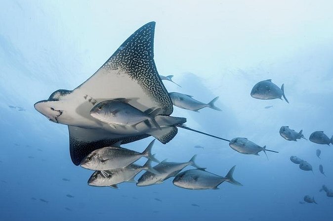 2 Tank Dive - Certified Divers (Santa Maria Bay & Chileno Bay) - The small-group advantage, with realistic limits