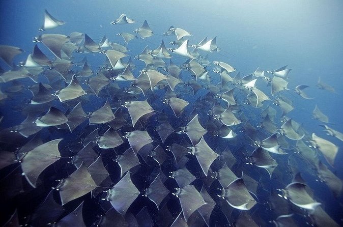 2 Tank Dive - Certified Divers (Santa Maria Bay & Chileno Bay) - Booking, cancellations, and the weather question