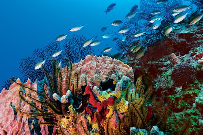 2 Tank Dive (for certified divers) - Marine life is varied, but conditions set the rules