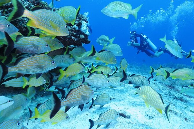 2 Tank Dive (for certified divers) - How the guides handle beginners and slower participants