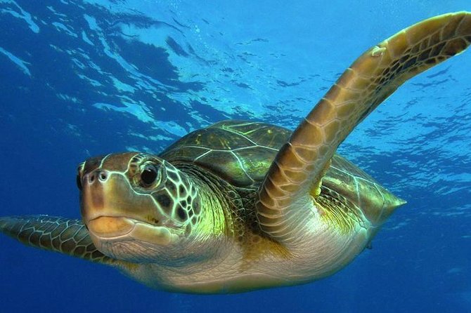 2 Tank Dive (for certified divers) - What happens at Doctor Dive Costa Maya