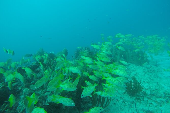 2 Tank Reef Dive in Mexico - Why Puerto Morelos works for a short scuba outing