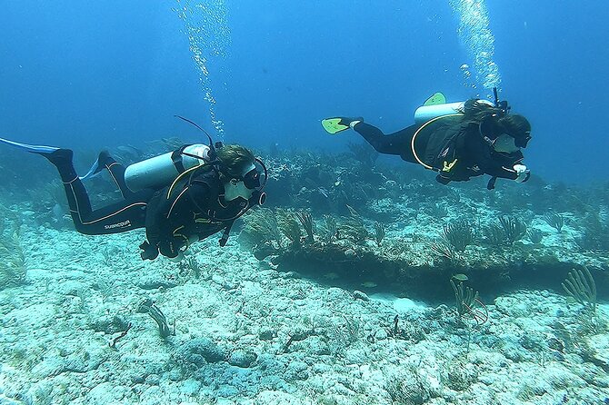 2 Tank Reef Dive in Mexico - Morning or afternoon: choosing your departure