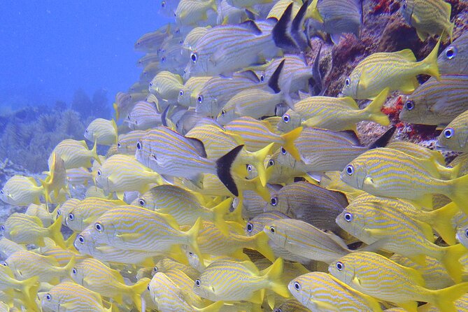2 Tank Reef Dive in Mexico - Safety and the role of the crew