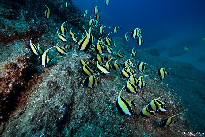 2-Tank Scuba Dive in Cabo San Lucas Reserve for Certified Divers - Key points to know before booking