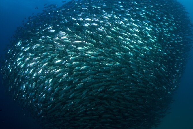 2-Tank Scuba Dive in Cabo San Lucas Reserve for Certified Divers - The surface interval: Cabo’s postcard views