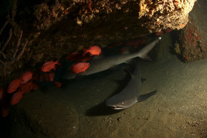 2-Tank Scuba Dive in Cabo San Lucas Reserve for Certified Divers - The second tank: more chances for rays, eels, and sea lions