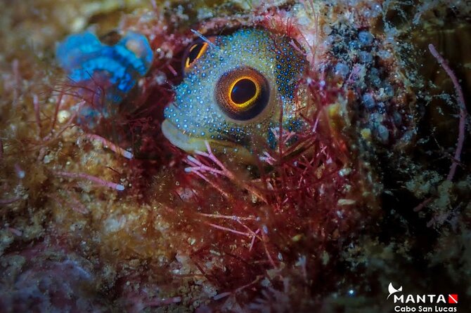2-Tank Scuba Dive in Cabo San Lucas Reserve for Certified Divers - What the $138 price really covers