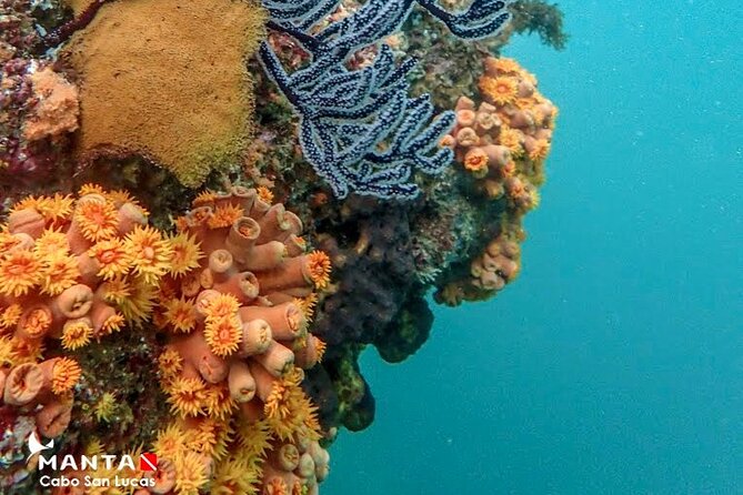 2-Tank Scuba Dive in Cabo San Lucas Reserve for Certified Divers - Cruise ship timing and the four-hour schedule