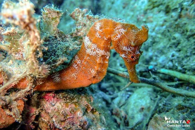 2-Tank Scuba Dive in Cabo San Lucas Reserve for Certified Divers - Safety, certification, and comfort underwater