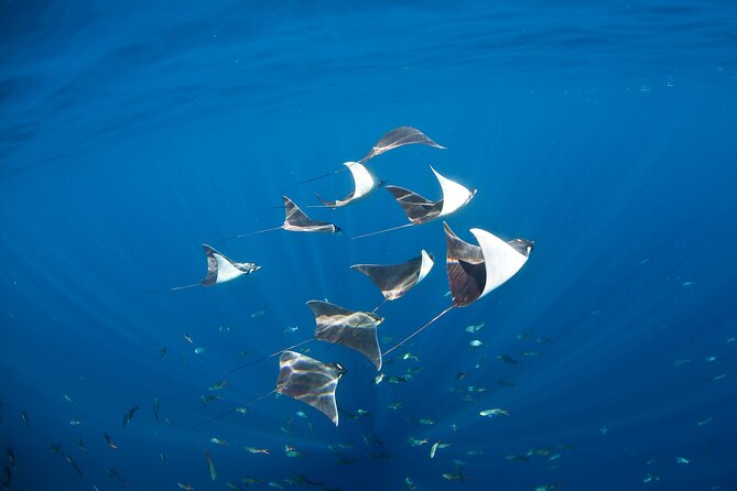 2-Tank Scuba in Marine Reserve and Corridor for Certified Divers - Rock Formations and Tropical Fish Underwater