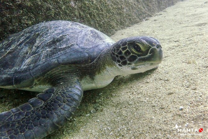 2-Tank Scuba in Marine Reserve and Corridor for Certified Divers - Returning Toward Cabo’s Marine Reserve