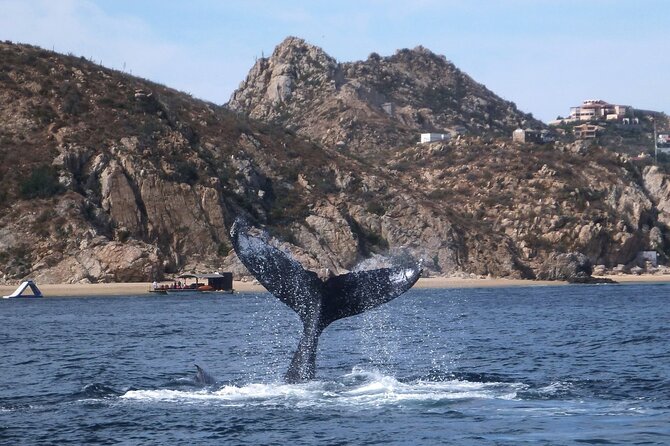 2-Tank Scuba in Marine Reserve and Corridor for Certified Divers - Who Will Get the Most From This Trip