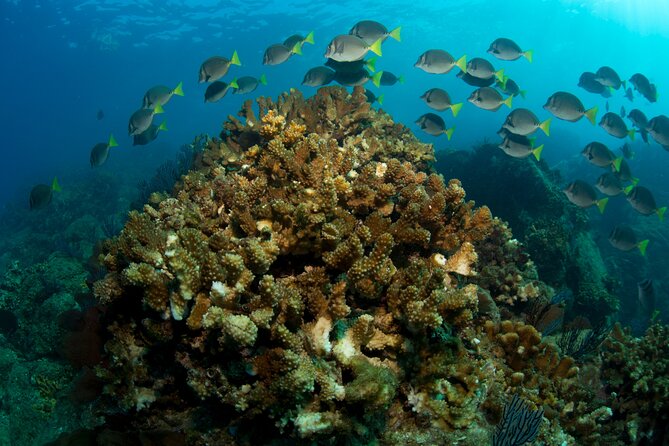 2-Tank Scuba in Marine Reserve and Corridor for Certified Divers - Booking, Cancellation, and Practical Details