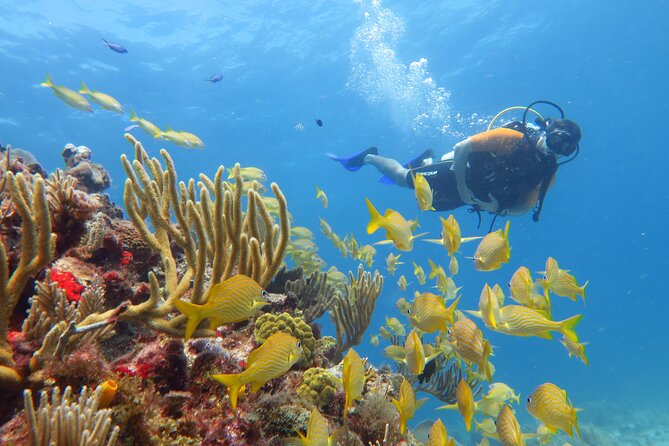 2 Tanks Dives Cancun Underwater Museum for Certified Divers - Equipment, wetsuit, and included costs