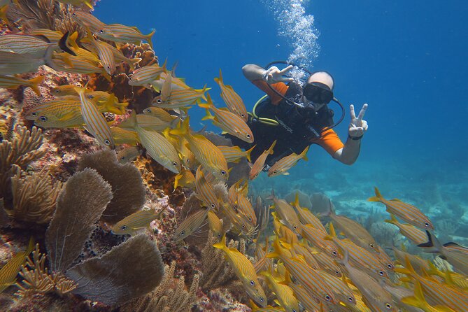 2 Tanks Dives Cancun Underwater Museum for Certified Divers - Boat timing, meeting point, and transportation