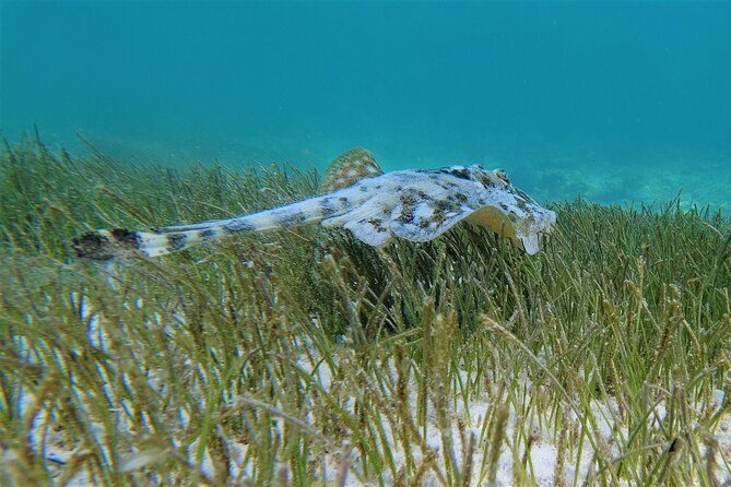 3 Hour Costa Maya Snorkeling Excursion - La Leyenda ECO-TOURS - Guides Who Stay in the Water With You