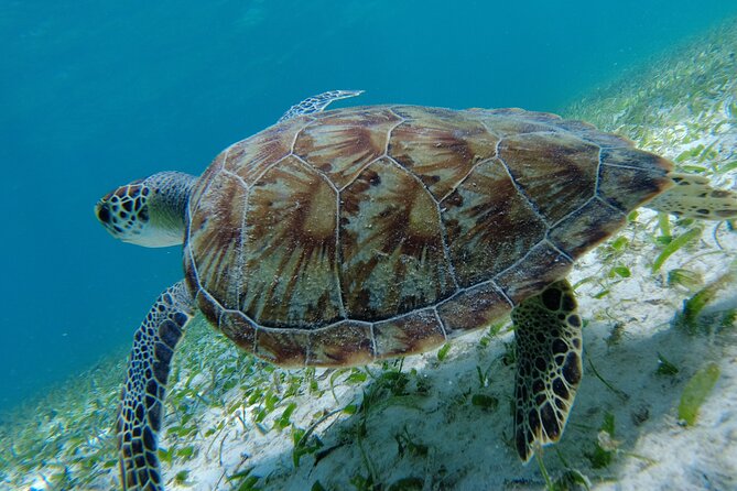 3 Hour Costa Maya Snorkeling Excursion - La Leyenda ECO-TOURS - Guacamole, Drinks, and Time on the Beach