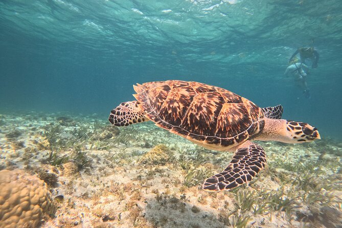 3 in 1 Jungle Speedboat and Snorkeling in Cancun - Three Cancun activities packed into one outing