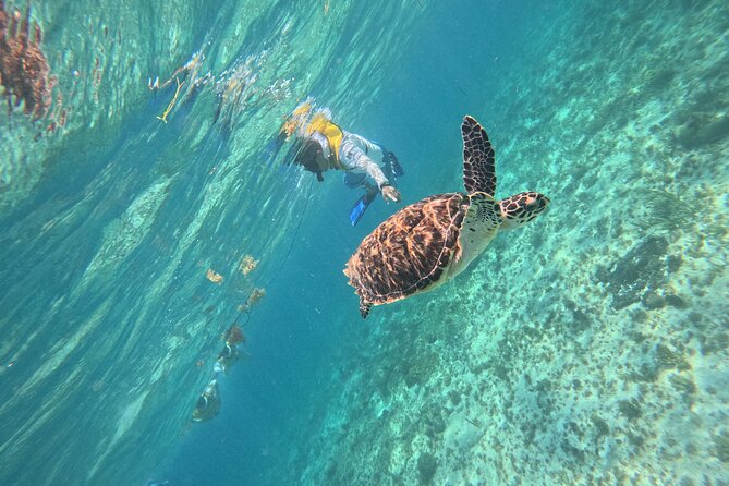 3 in 1 Jungle Speedboat and Snorkeling in Cancun - Who will enjoy this tour most