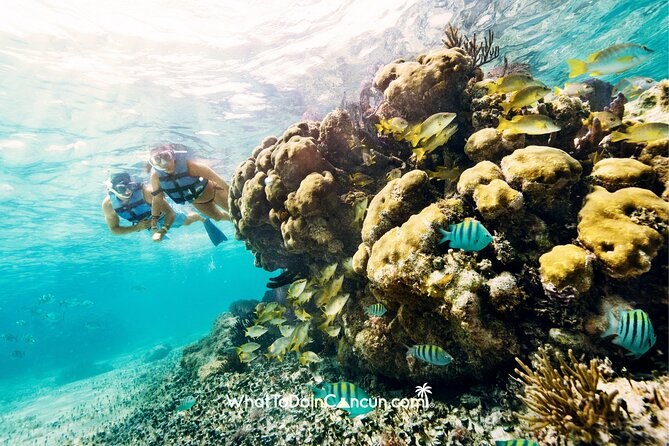3-in-1 Puerto Morelos: Snorkeling, Tequila & Beachside Lunch - Service strengths and weak spots