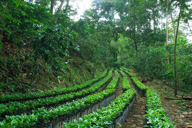3 Levels of Huatulco the coffee you've been looking for - Who Will Enjoy This Huatulco Coffee Tour?