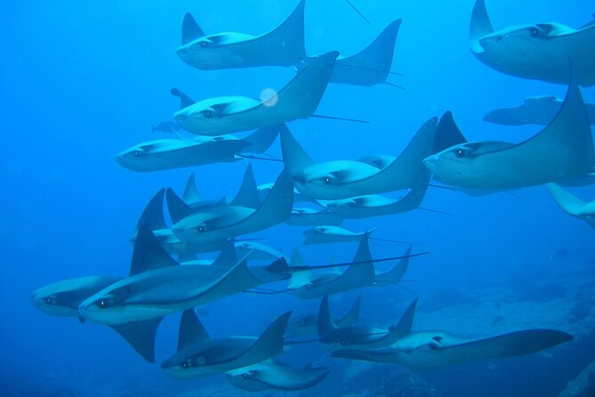 3-Tank Scuba in Marine Reserve and Corridor for Certified Divers - What happens between the three tanks