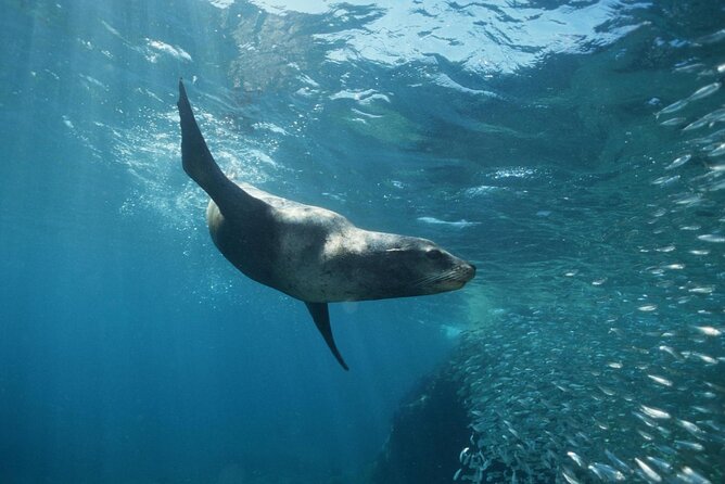 3-Tank Scuba in Marine Reserve and Corridor for Certified Divers - The crew earns much of the high rating