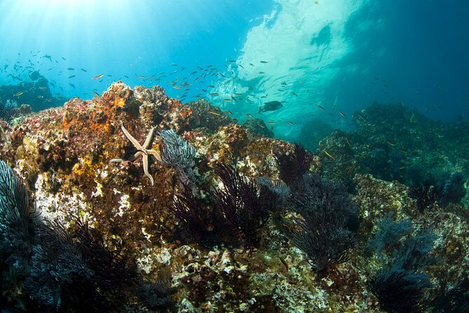 3-Tank Scuba in Marine Reserve and Corridor for Certified Divers - Where the trip can fall short