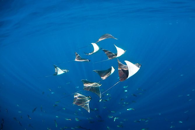 3-Tank Scuba in Marine Reserve and Corridor for Certified Divers - Check-in, timing, and what to bring