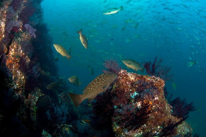 3-Tank Scuba in Marine Reserve and Corridor for Certified Divers - The Corridor adds a different kind of scenery
