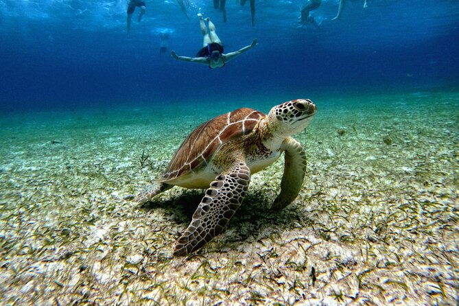 4 Hour Cozumel Turtle Sanctuary Experience on a Luxury Catamarán - Searching for green turtles in their natural home